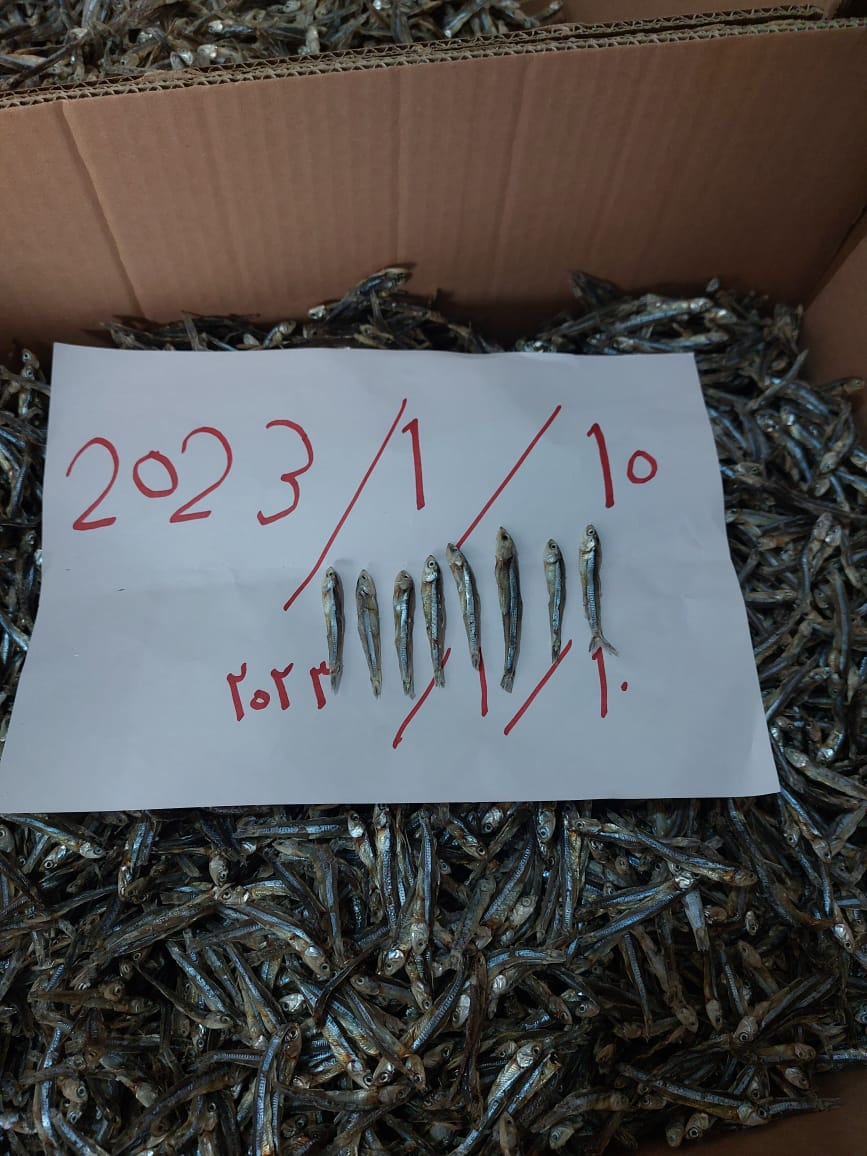 Dry Fish Export India