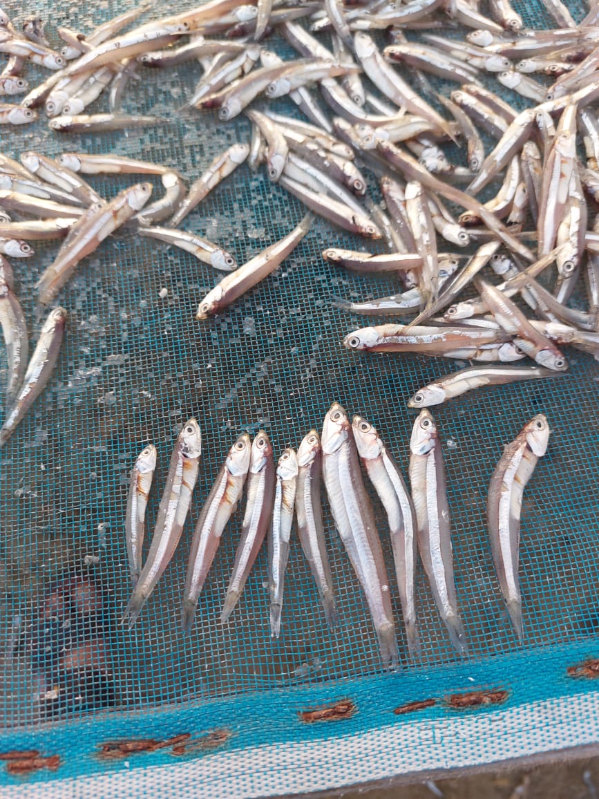 Dry Fish Export India