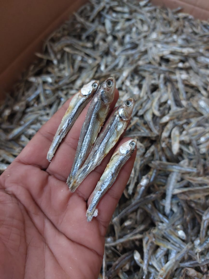 Dry Fish Export India
