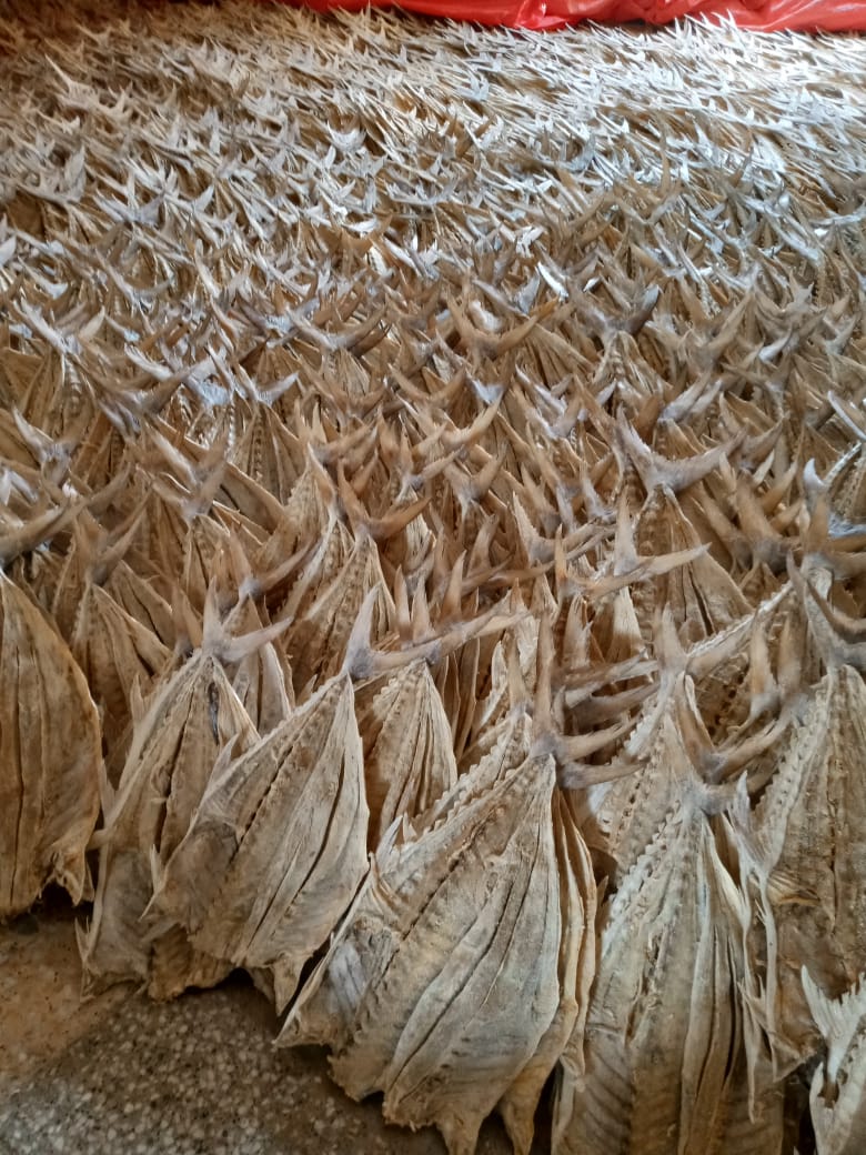 Dry Fish Export India