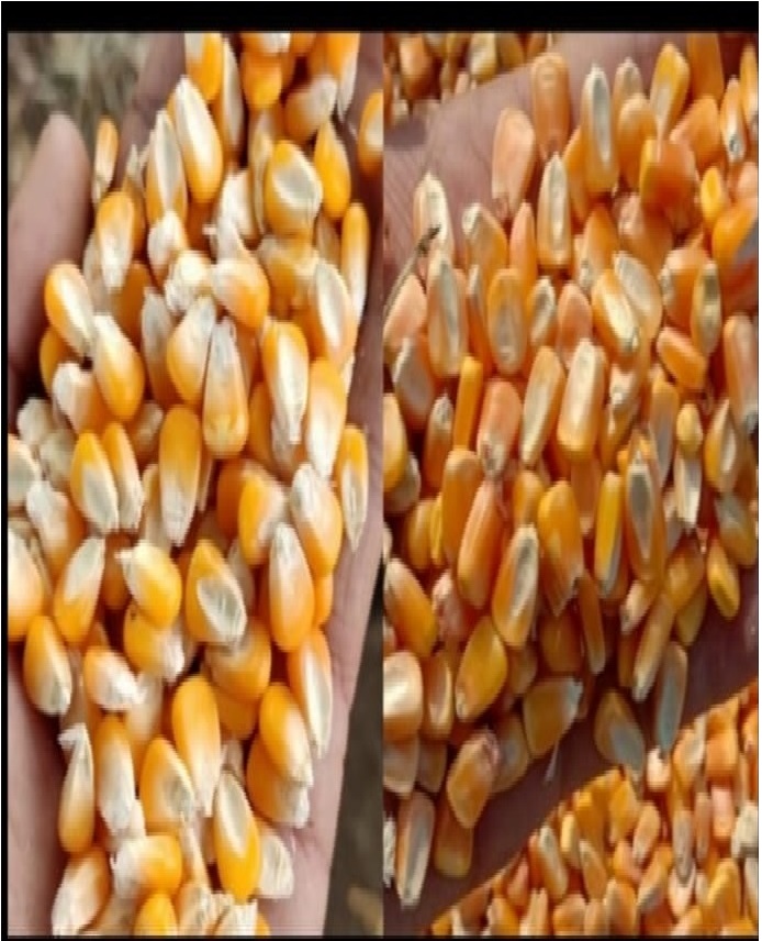 Dry Fish Export India
