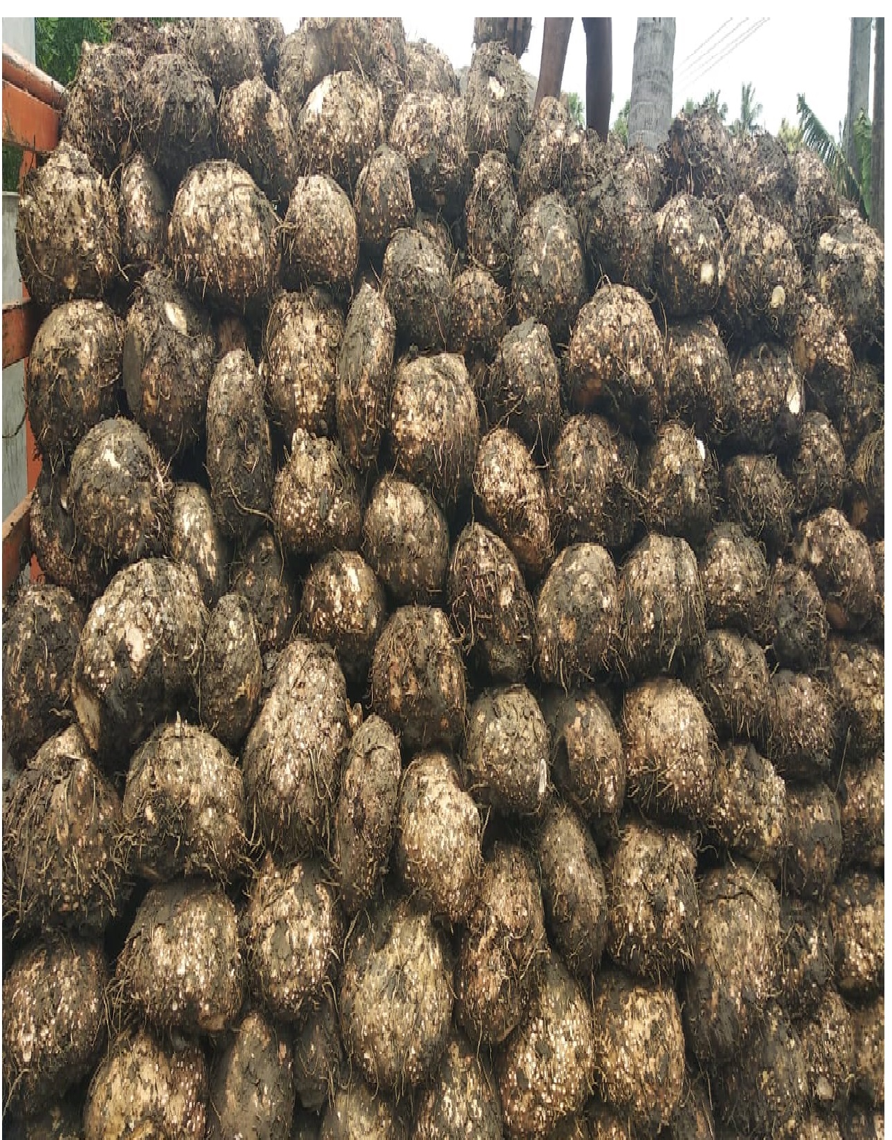 Dry Fish Export India