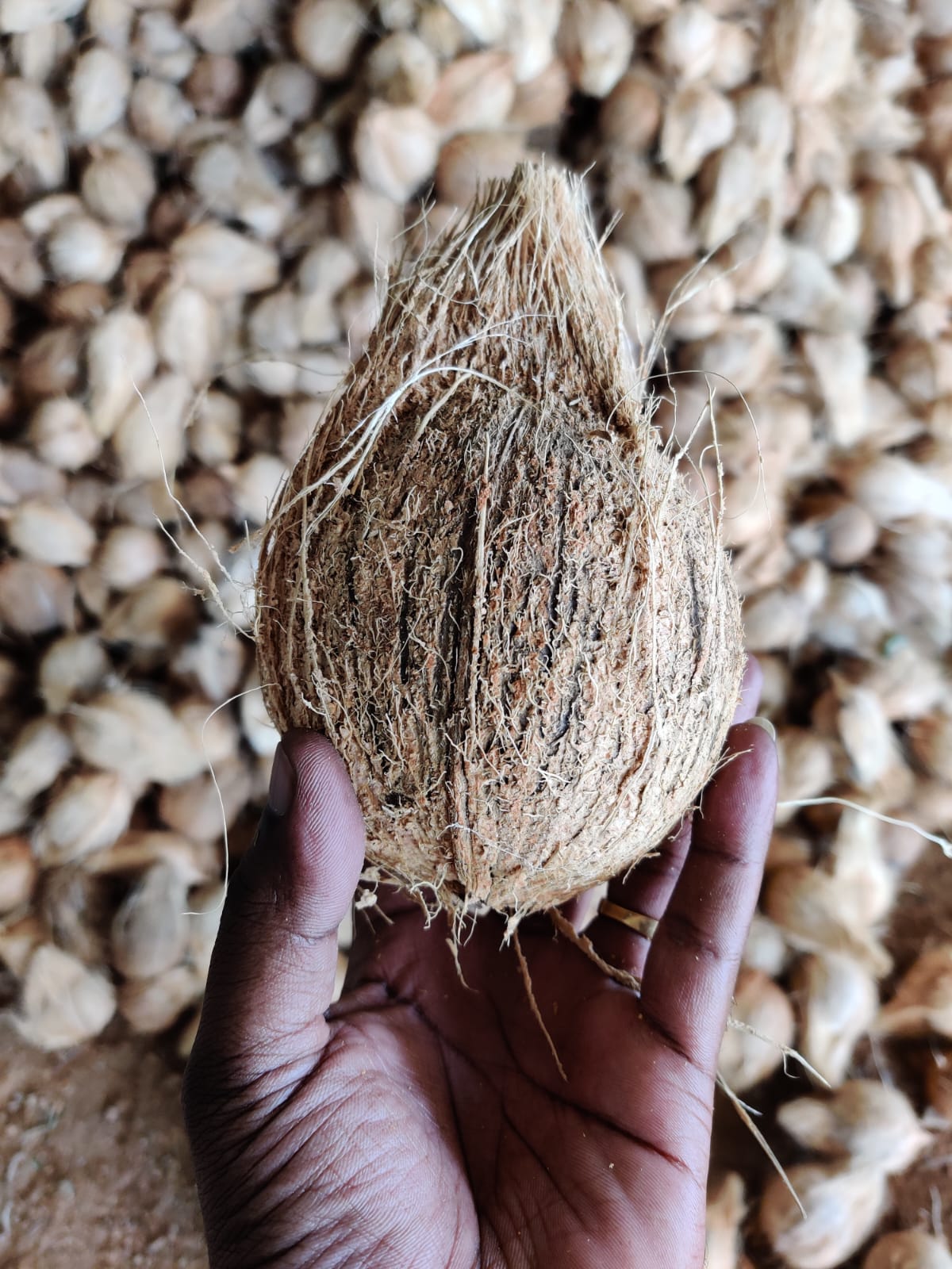 Dry Fish Export India